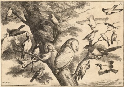 Birds mobbing an owl by Wenceslaus Hollar